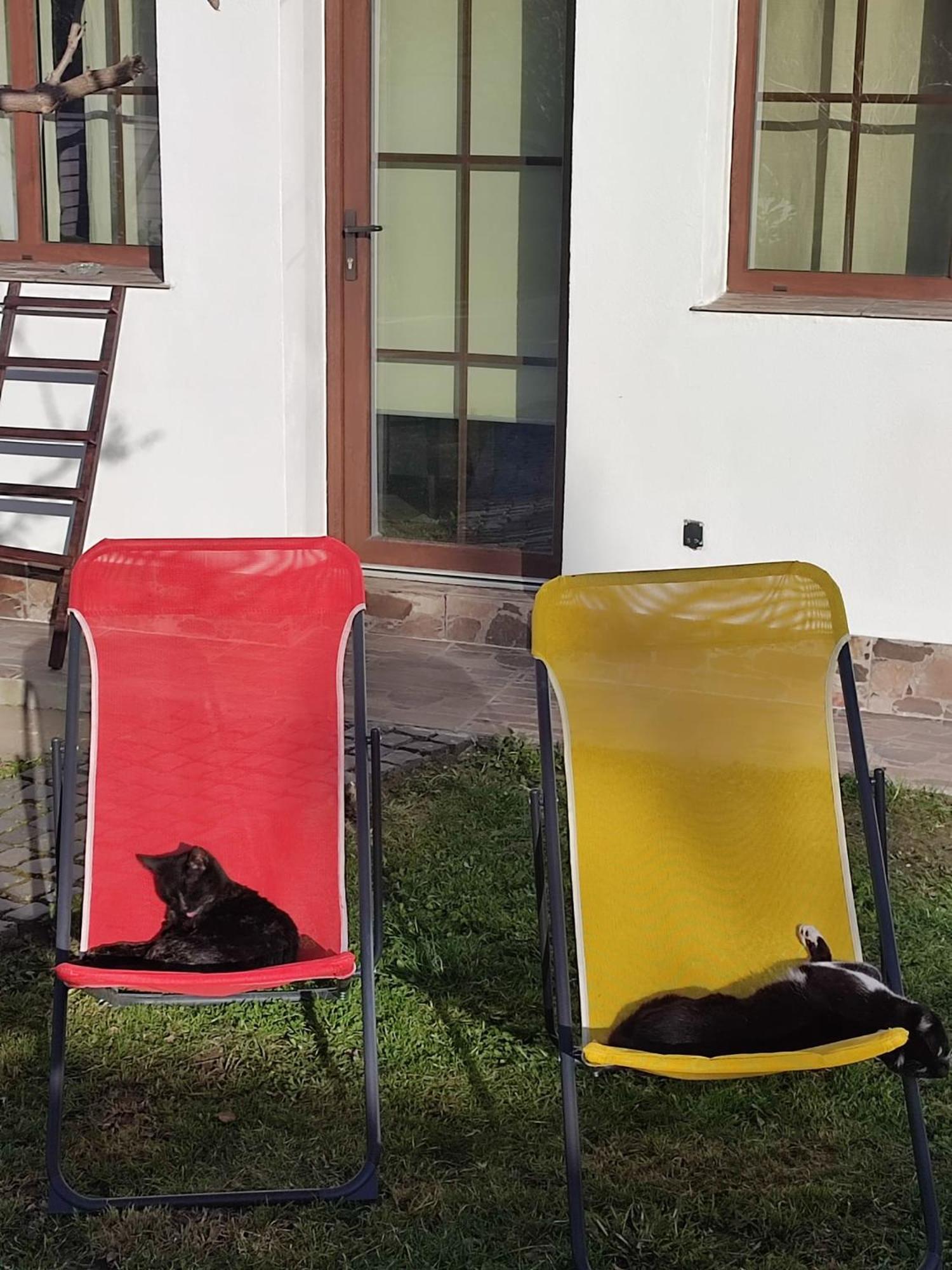 Courtyard Studio Oradea Dış mekan fotoğraf